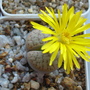 Lithops (Lithops)
