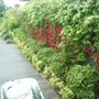 Parthenocissus quinquefolia (Virginia creeper)
