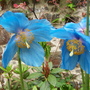  Poppies