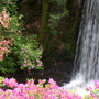 Waterfall & Azaleas