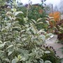 Autumn Garden