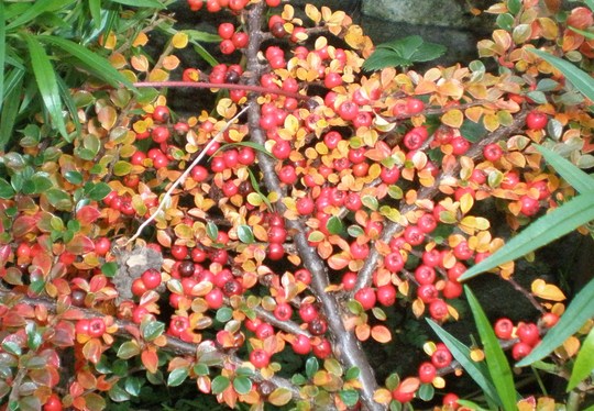 Cotoneaster
