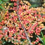 Cotoneaster