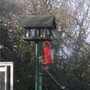 Woodpecker