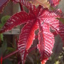 Castor Oil Plant (Ricinus communis (Castor oil plant))