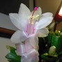 Latest Christmas Cactus ~ Schlumbergera (Schlumbergera)