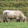 For Toto (The old Bull)