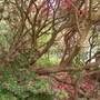 Rhodendendron at Bodnant