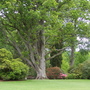 Giants live here at Bodnant