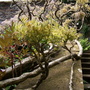 Old Wisteria at Bodnant