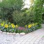 I try to vary this border every year, next year I will plat Zinnia ´Persian carpet´.