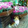 Conker's Garden Centre Outing ~ more pics in blog. (cyclamen persicum)