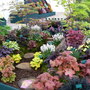 cardiff rhs show 