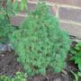 FRONT_GARDEN_20_MAY_09__7__com_.jpg