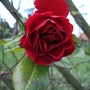 Rosa 'Paul's Scarlet' (Rosa)
