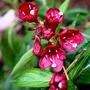 Weigela red prince (Weigela florida)