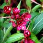 Weigela  (Weigela florida)