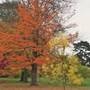 Kew Gardens, Autumn Visit 2009