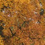 Autumn Golds - Tulip Tree
