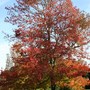 Liquidamber styraciflua (Sweet Gum) 