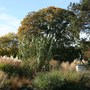 Sculpture - The Sower set within the Gramminae (Grasses) Beds