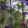 Princess of Wales Conservatory - Vanda Orchid Collection