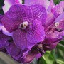 Vanda Orchid (Purple Form)