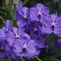 Vanda Orchid (Violet form)