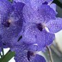 Vanda Orchis (Blue Form)