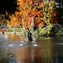 Palm House Pond