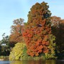 Taxodium distichum on the edge of the Palm House Pond