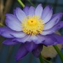 Water Lily House