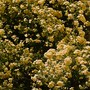 Rambler Roses Can Be Stunning