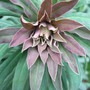 Euphorbia 'Redwing' (Euphorbia)
