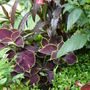 Zingy summer colour theming using Coleus 'Chocolate mint'