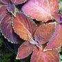 Coleus 