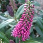 Hebe 'Louise' (Hebe)