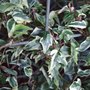 Hedera helix 'Little Diamond' - for Louise (Hedera helix (English ivy))