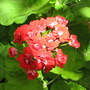 Summer colour downunder:  Zonal Pelargonium - Rosebud (Pelargonium x hortorum)