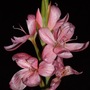 Schizostylis coccinea 'Marion Gould' (Schizostylis coccinea)