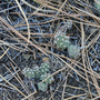 Kamloops Prickly Pear Cactus for GreenThumb