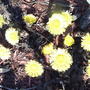 Coltsfoot (Tussilago farfara (Ass Foot))