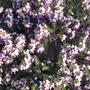 Heath flowers, close up (Erica carnea "pirbright rose")