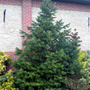 Abies_pindrow