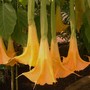Butterfly Farm, Long Sutton, Spalding, Lincolnshire