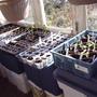 Assorted annuals from mixed seeds