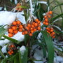 Iris foetidissima -  Dec 2009 (Iris foetidissima)