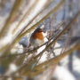 Christmas Robin.