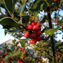 Picture_059