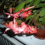 Picture_084